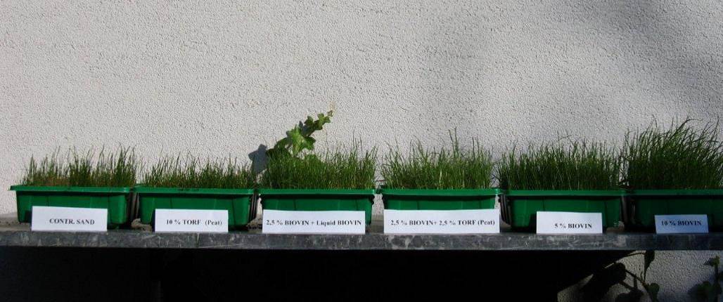 Versuch mit Gras